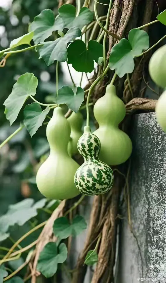 微镜头下的葫芦美景,碧绿的叶子,太美了